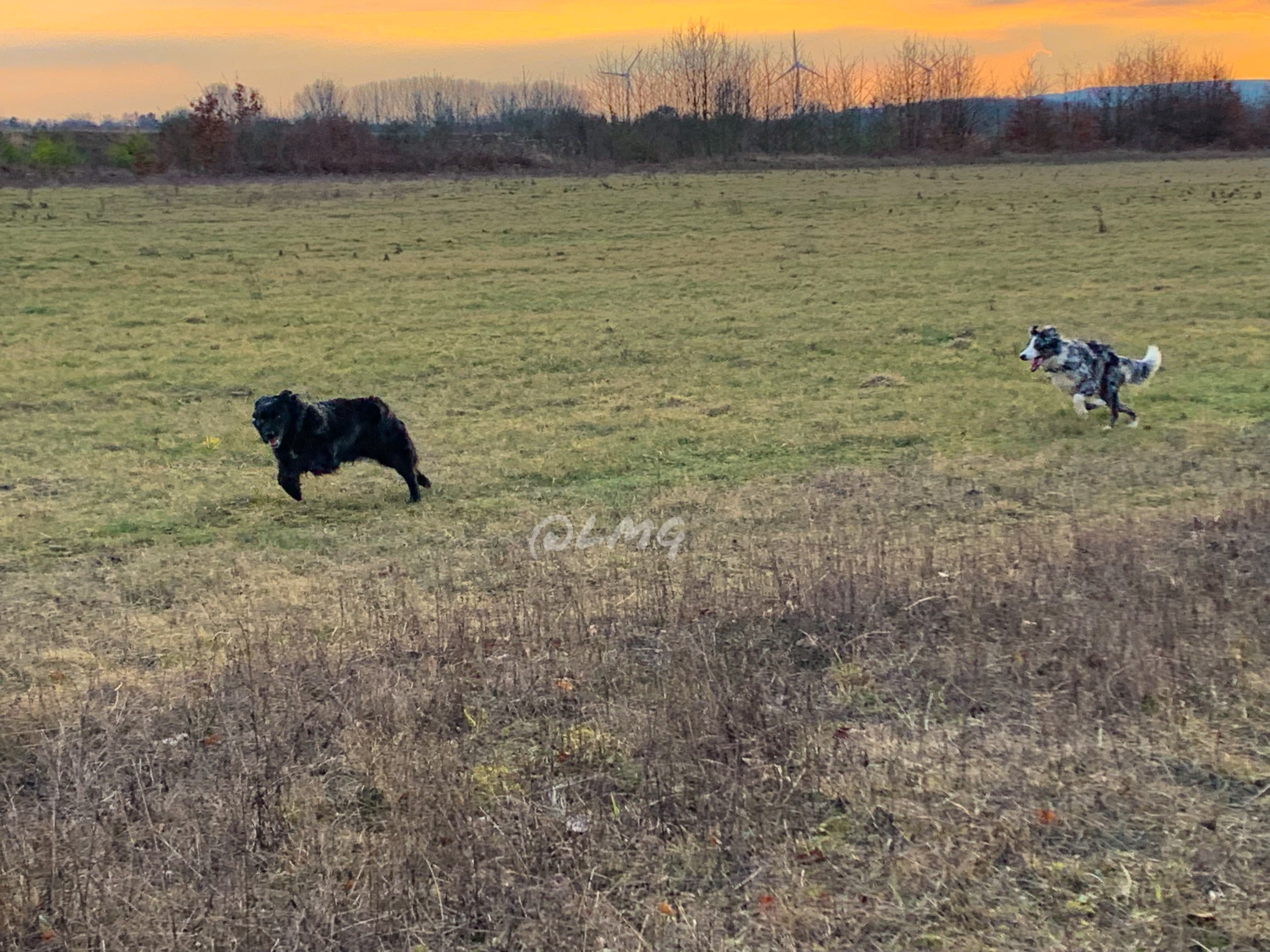 (Oma) Onyx wird im März 10. Hinterher sprintet (Enkelchen) Famy (9 Monate)