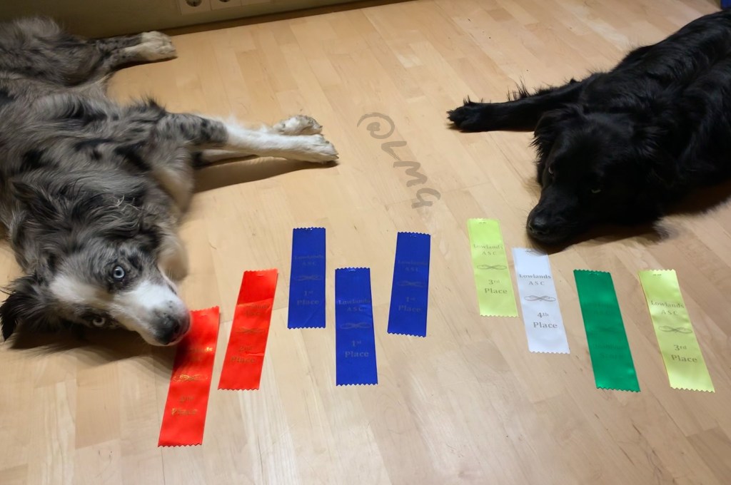 ASCA Agi beim LASC in Belgien